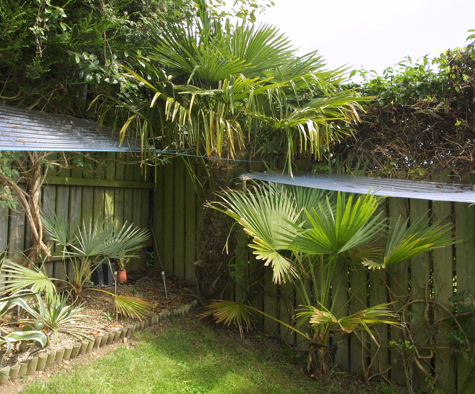 Palms For Small Gardens Uk Garden Designs Satellite Tv And Radio Palms Exotics In Northern Ireland Eagle